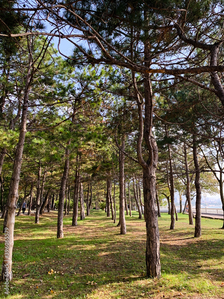 Pine trees grow in straight rows Pine trees grow in straight rows
