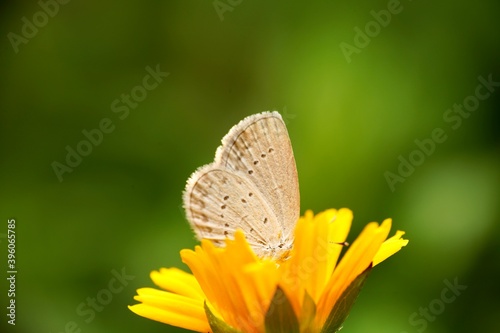 butterfly on flower © Keith
