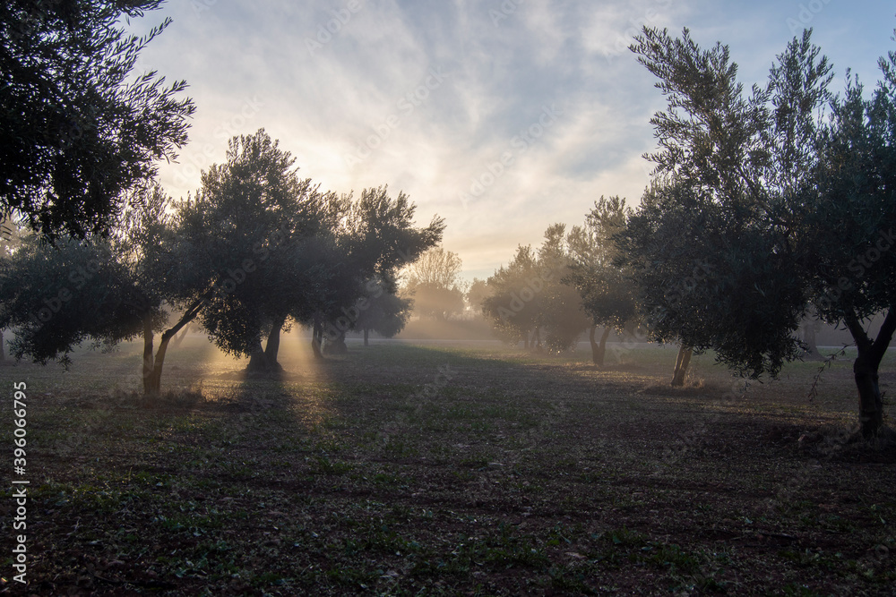 Fototapeta premium Amanecer brumoso. Paisaje mediterraneo