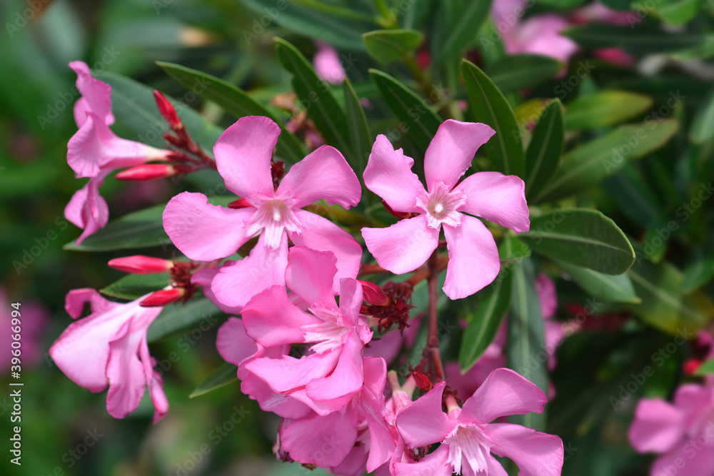 Common oleander Common oleander