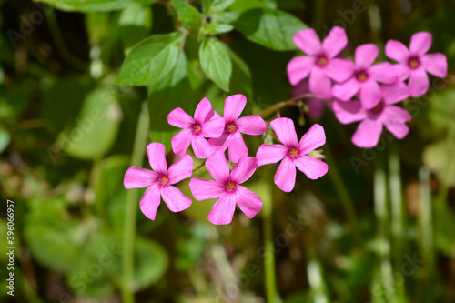 Pink wood sorrel