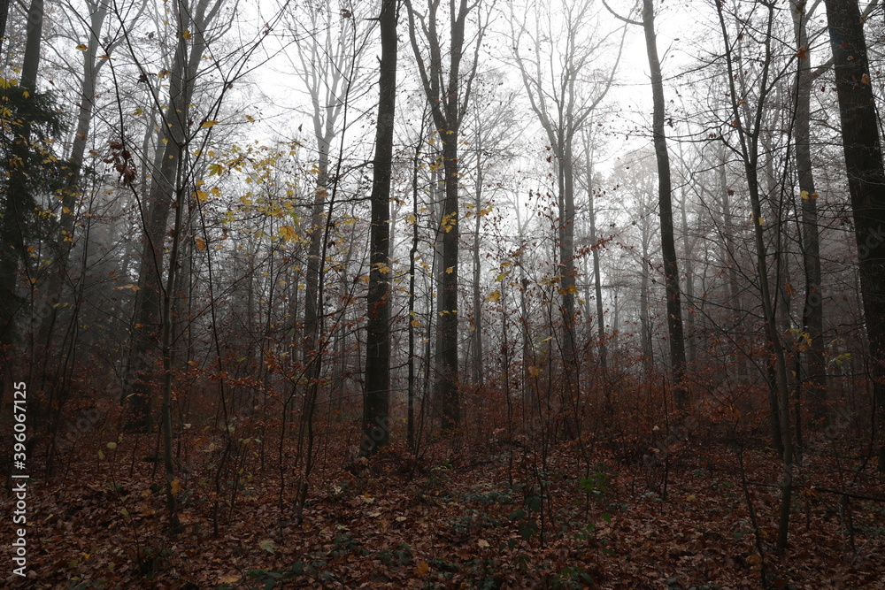Fototapeta premium In the forest on a foggy autumn morning