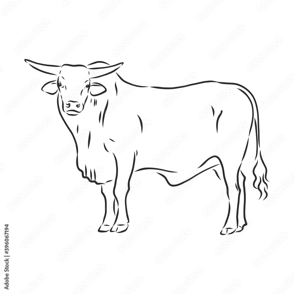 Fototapeta premium black and white linear paint draw bull vector illustration. bull vector sketch illustration