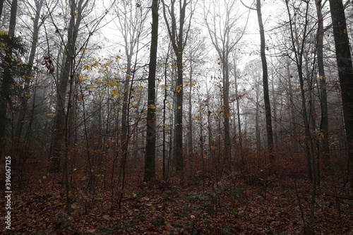 In the forest on a foggy autumn morning