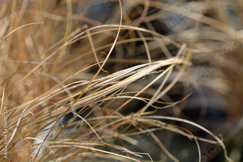 New Zealand Sedge Prairie Fire photo