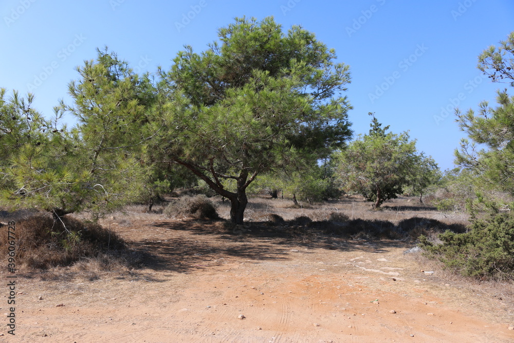 the national Park of Cape Greco, Cyprus trees the national Park of Cape Greco, Cyprus trees