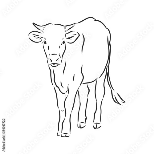 black and white linear paint draw bull vector illustration. bull vector sketch illustration