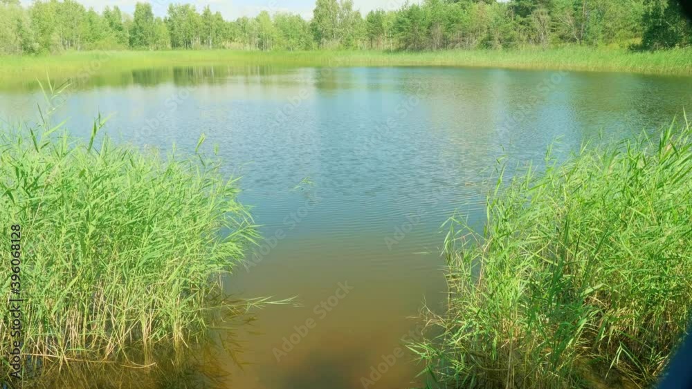 View of green green reeds and green trees on river shore. Static view from shore. View of green green reeds and green trees on river shore. Static view from shore.