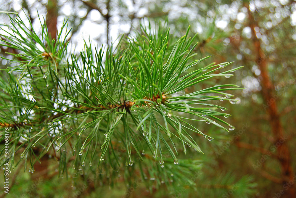 Pine twig with water drops. Рine forest after rain. Image with selektive focus. Pine twig with water drops. Рine forest after rain. Image with selektive focus.