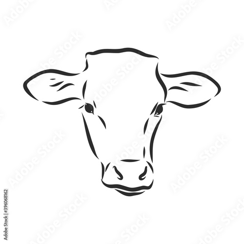 black and white linear paint draw bull vector illustration. bull vector sketch illustration