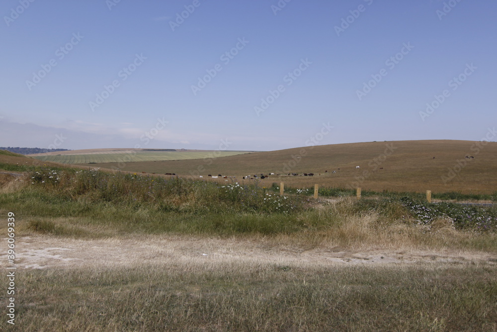 landscape with a herd of cows