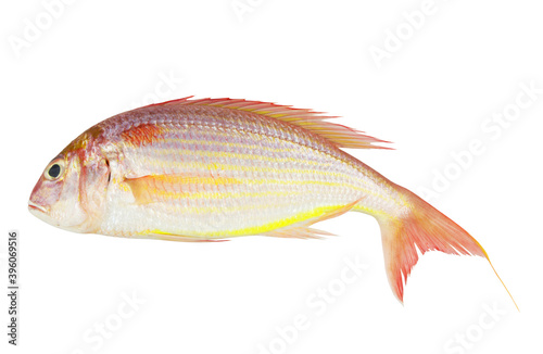 Golden threadfin bream fish isolated on white background
