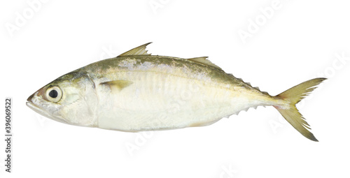 Fresh mackerel fish isolated on the white background	
