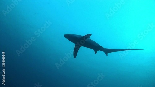 Wallpaper Mural Gibbon shark. No1 Torontodigital.ca