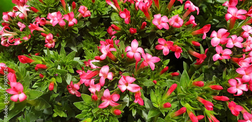 Panorama of white and red flowers of daphne cneorum in green leaves.