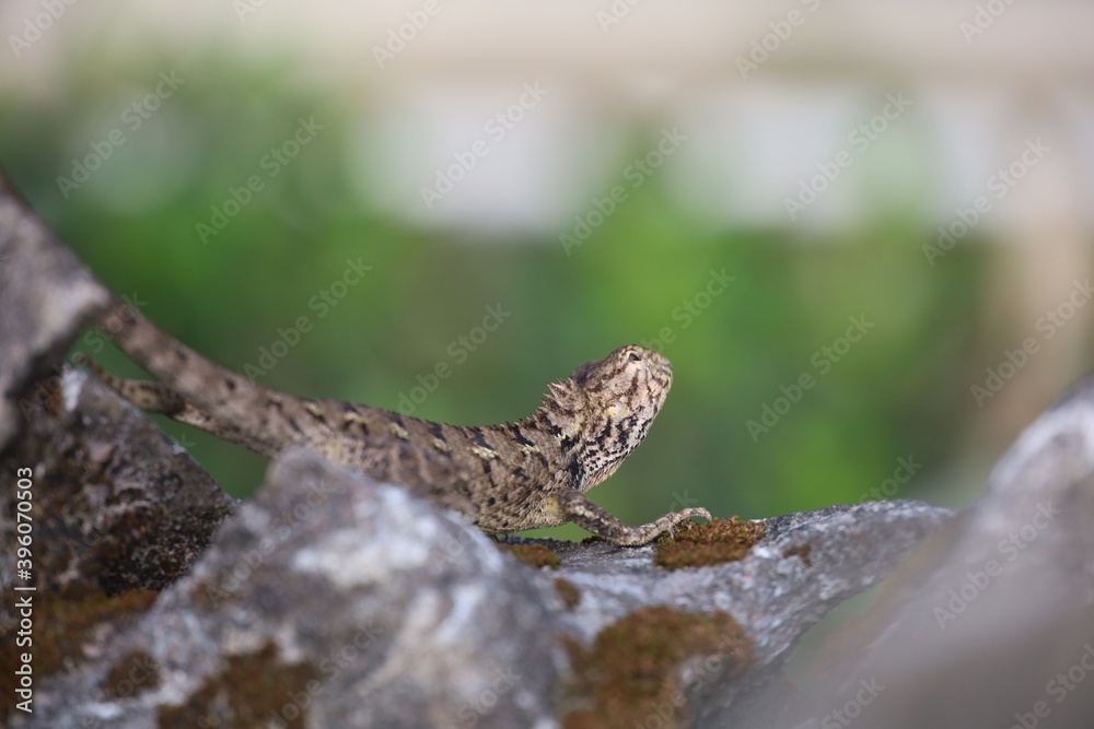 Lizard wildlife macro closeup in the nature Lizard wildlife macro closeup in the nature