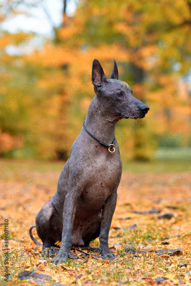 Xoloitzcuintle dog, or Mexican Hairless breed on the autumn park. Outdoors, close up portrait of adult dog of big standard size. Copy space, reddish yellow leaves background. Xoloitzcuintle dog, or Mexican Hairless breed on the autumn park. Outdoors, close up portrait of adult dog of big standard size. Copy space, reddish yellow leaves background.