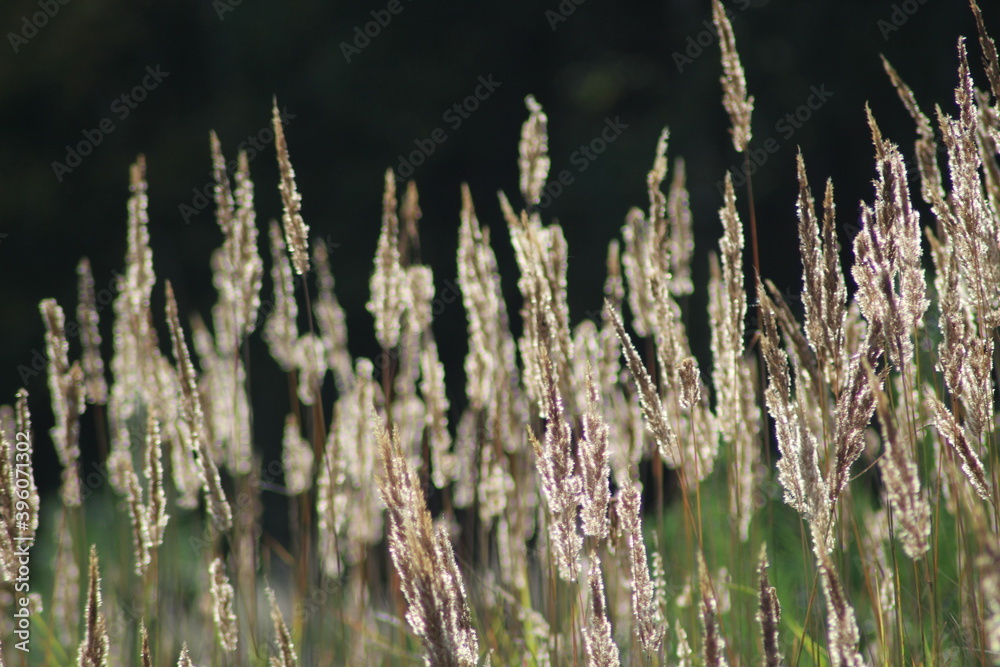 Naklejka premium reeds at sunset