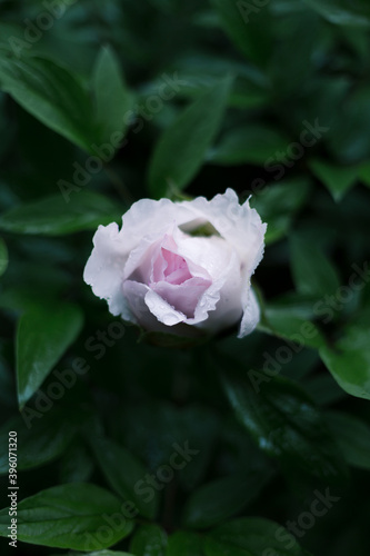 white rose on green background