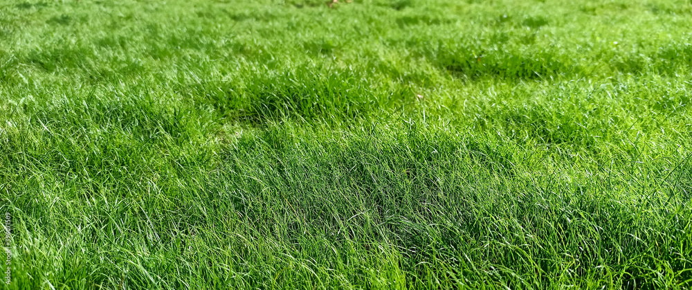 Green grass in the field
Green grass in the field