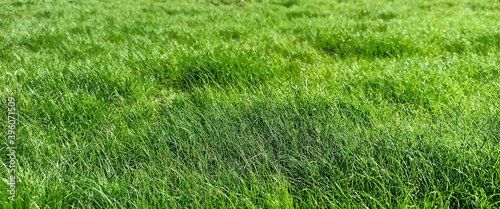  Green grass in the field