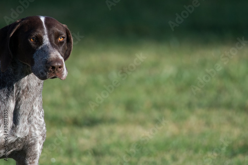 Fotografie portrait of a German Shorthair Pinter in field