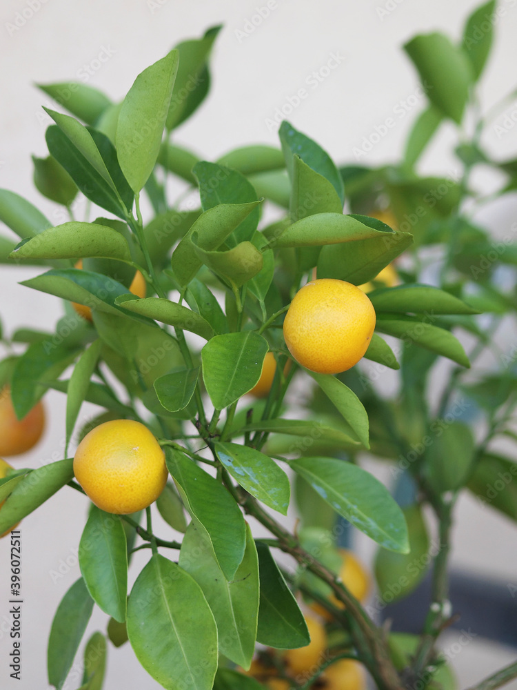 (Citrus microcarpa) Calamondin ou orange d'appartement, arbuste décoratif aux petites oranges amères, accrochées aux branches garnies de petites feuilles vert-foncé