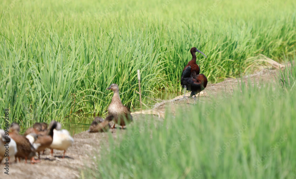 Fototapeta premium Fauna del Delta del Ebreo