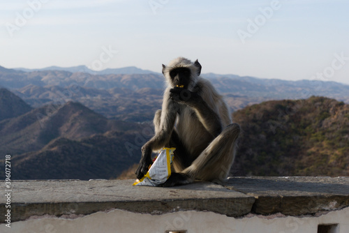 Monkey with a packet of chips