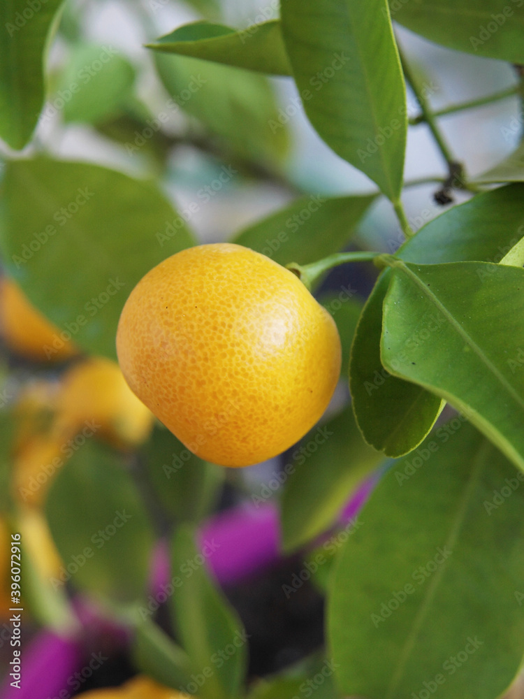 Citrus ou citrofortunella microcarpa - Calamondin ou oranger d'appartement, agrume décoratif au feuillage vert-foncé et fructification en petites oranges