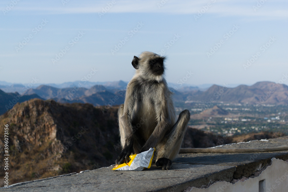 Obraz premium Monkey with a packet of chips
