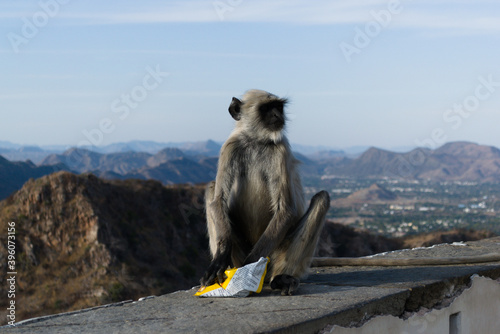 Monkey with a packet of chips