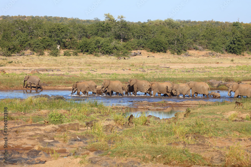 Afrikanischer Elefant im Olifants River/ African elephant in Olifants River / Loxodonta africana Afrikanischer Elefant im Olifants River/ African elephant in Olifants River / Loxodonta africana
