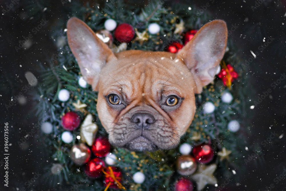 French Bulldog dog wearing Christmas wreath with star and ball tree baubles around neck on dark background with falling snow