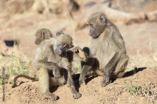 Bärenpavian / Chacma baboon / Papio ursinus.