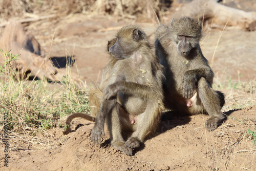 Bärenpavian / Chacma baboon / Papio ursinus.