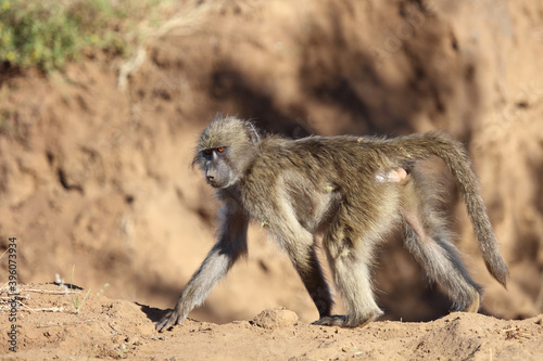 Bärenpavian / Chacma baboon / Papio ursinus.