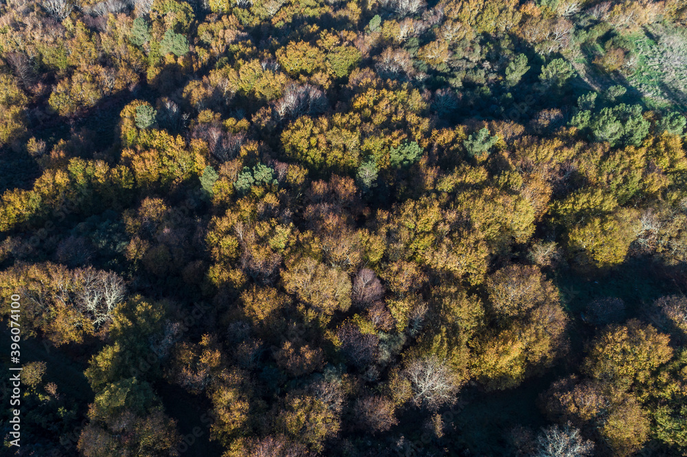 Aerial view of a forest of trees of Atlantic species. Spain.