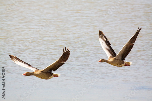 Flying greylag geese in Illmitz in Burgenland,Austria,Europe
