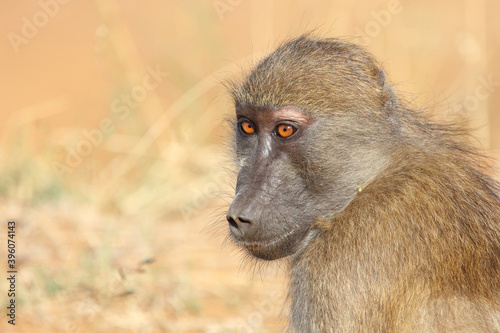 Bärenpavian / Chacma baboon / Papio ursinus.