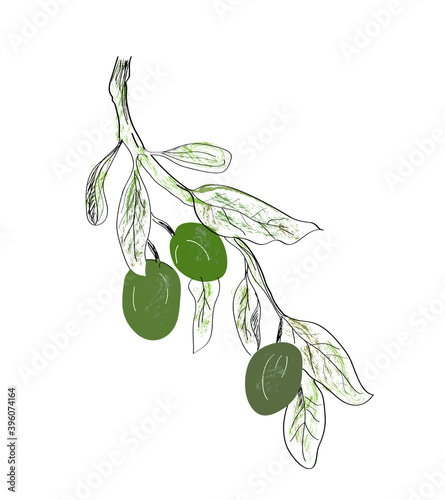 Olive tree drawing for oil label or banner, vector illustration, hand drawing