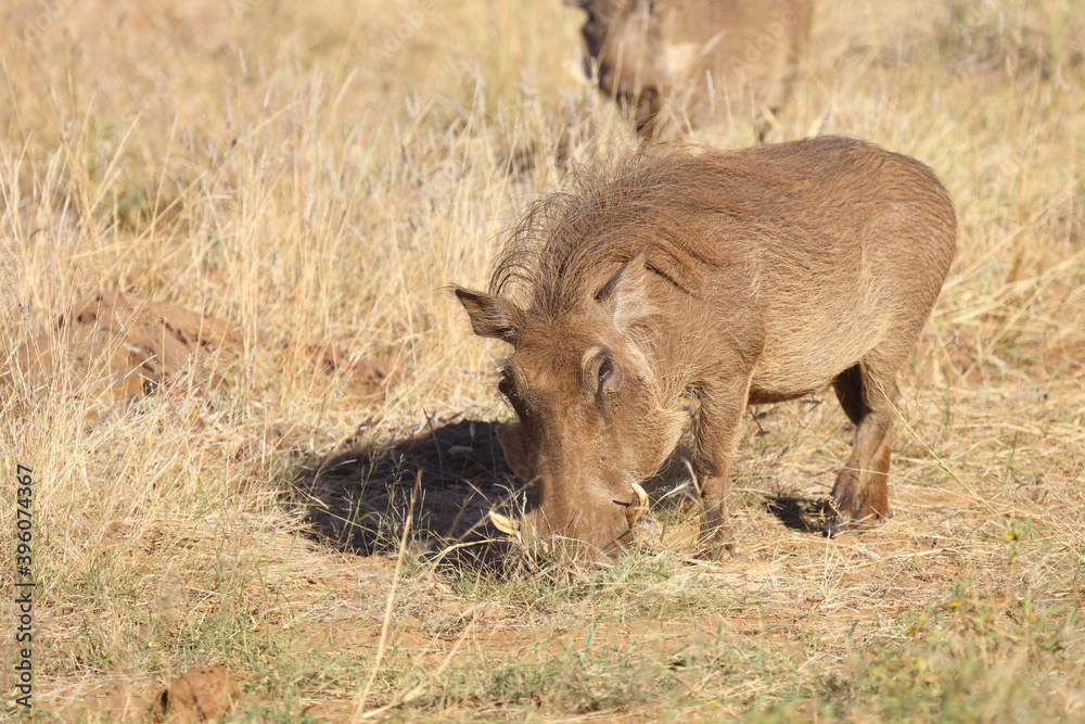 Warzenschwein / Warthog / Phacochoerus africanus Warzenschwein / Warthog / Phacochoerus africanus