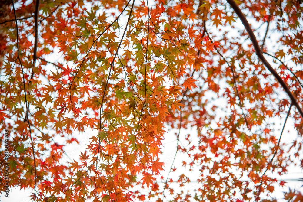 Autumn leaves fall leaves red leaves Maple Autumn leaves fall leaves red leaves Maple