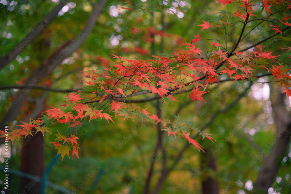 Autumn leaves fall leaves red leaves Maple Autumn leaves fall leaves red leaves Maple