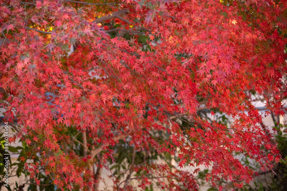Autumn leaves fall leaves red leaves Maple Autumn leaves fall leaves red leaves Maple