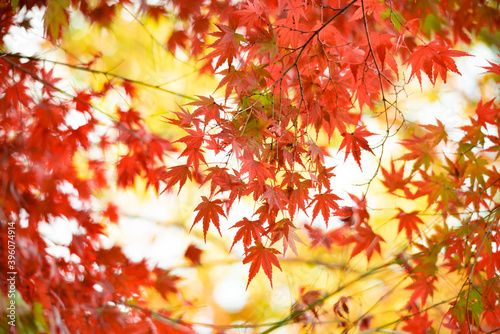 Autumn leaves fall leaves red leaves Maple
