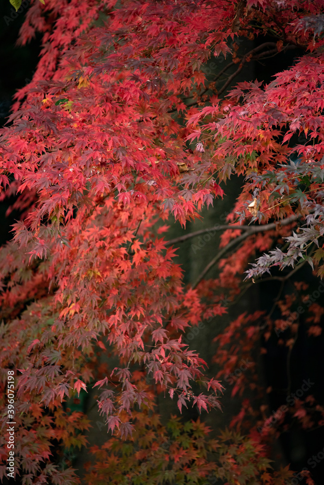 Autumn leaves fall leaves red leaves Maple Autumn leaves fall leaves red leaves Maple