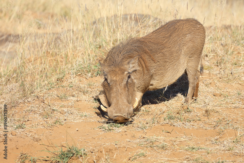 Warzenschwein / Warthog / Phacochoerus africanus Warzenschwein / Warthog / Phacochoerus africanus
