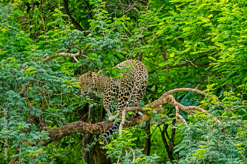 Indian Leopard in Gir Forest in Gujarat in India