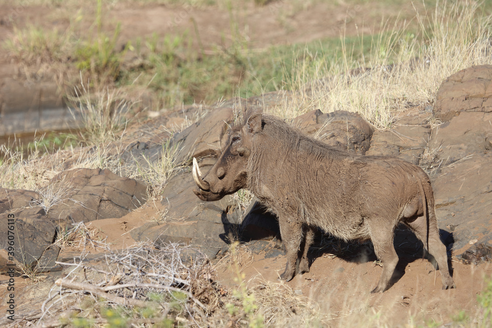 Warzenschwein / Warthog / Phacochoerus africanus Warzenschwein / Warthog / Phacochoerus africanus